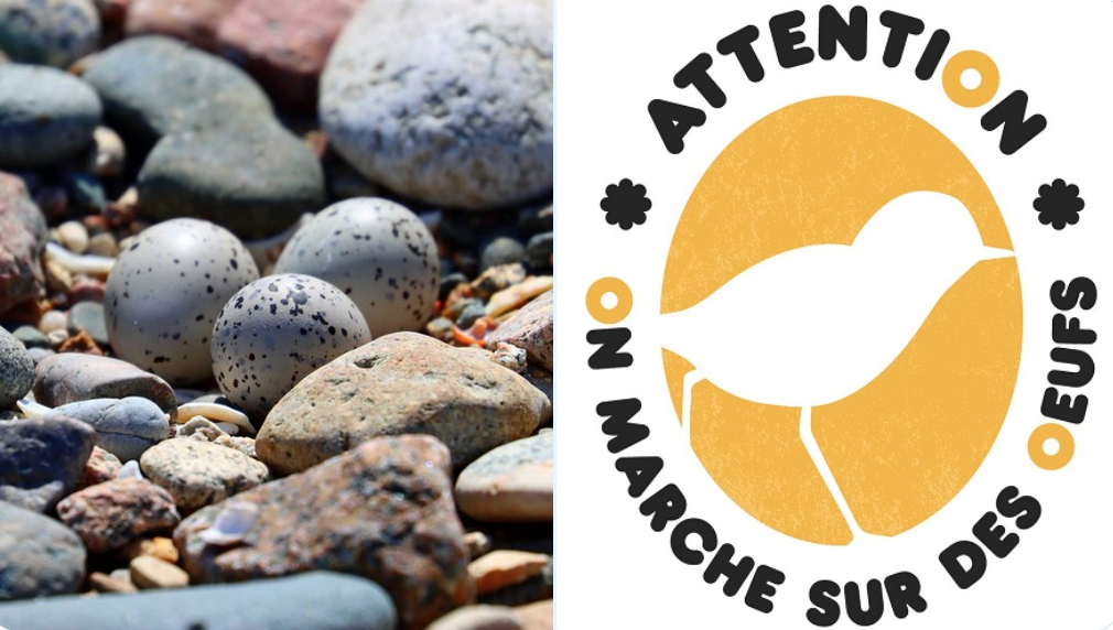 Plages : attention, on marche sur des œufs !